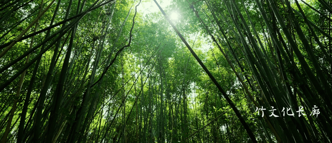 草坪草皮价格是多少钱一吨
