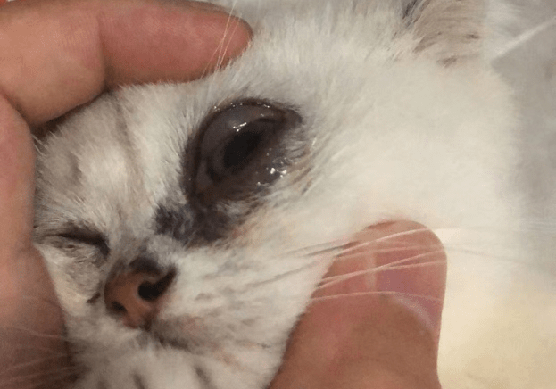 临床检查一月前猫咪眼睛有分泌物,偶尔有打喷嚏现象,在其他医院检查