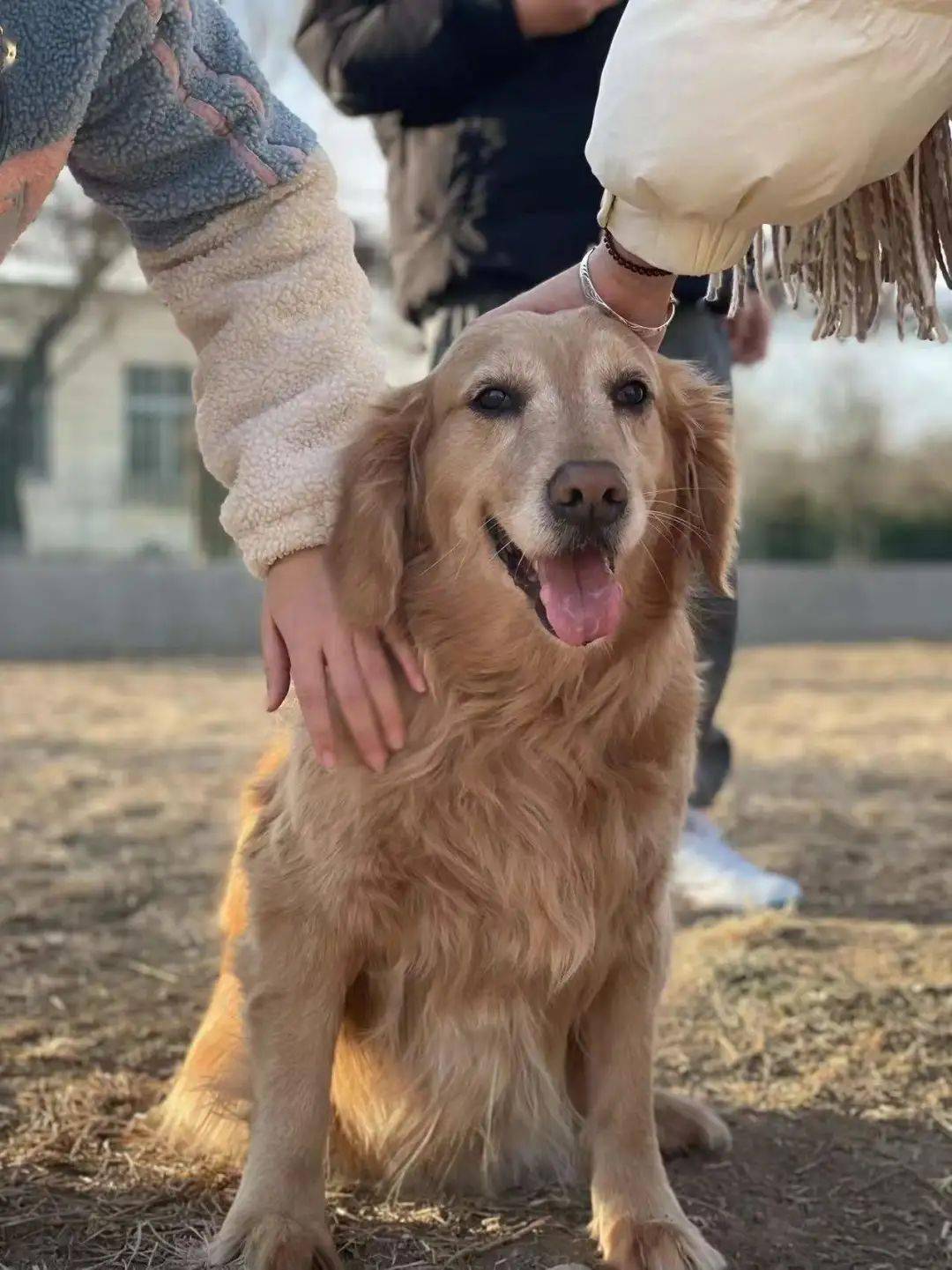 我們也曾前往首都愛護動物協會聆聽專業講座受益匪淺的同時也認識到了