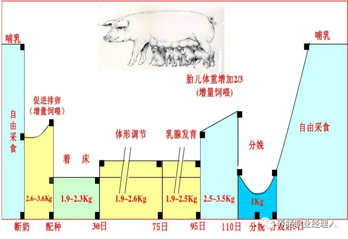 在妊娠母猪的饲养上,我们将配种后的时期分为四个阶段:0-37天,37-75天