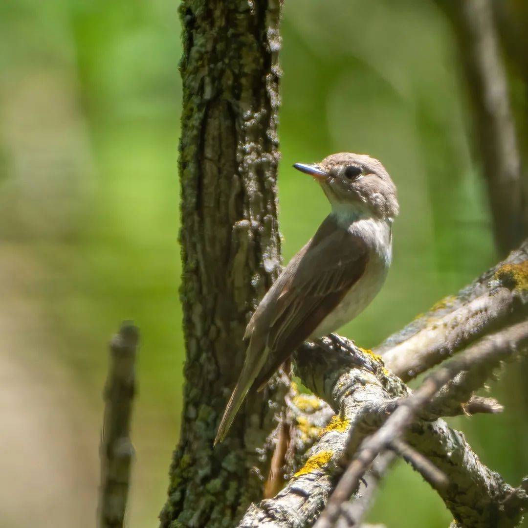 褐头山雀鸟典型叫声图片