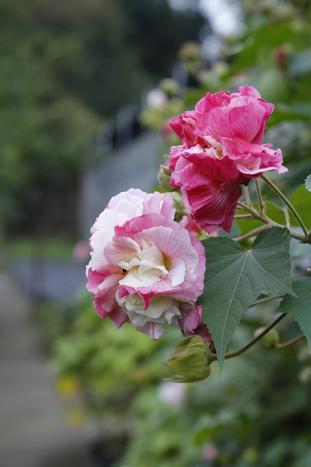 岁时草木记74丨看似娇弱却作护城花 蓉城芙蓉正当