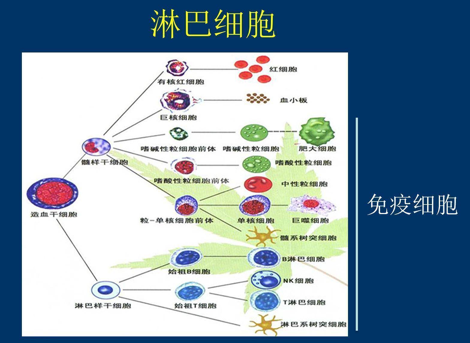 迟发型变态反应图片