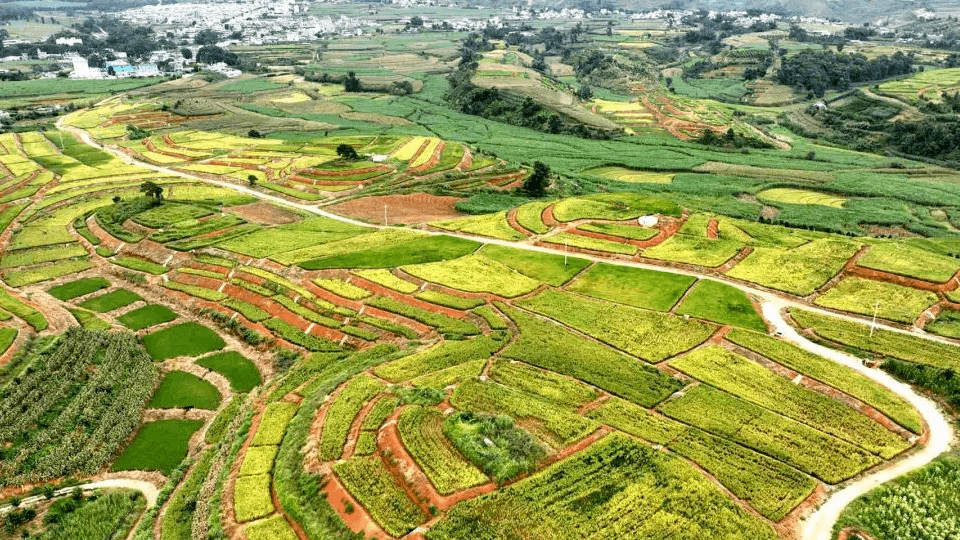 临沧凤庆:16000多亩杂交稻喜获丰收_营盘村_种植_营盘镇