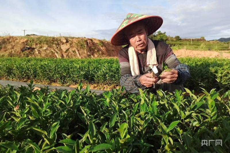 乡村振兴看福建