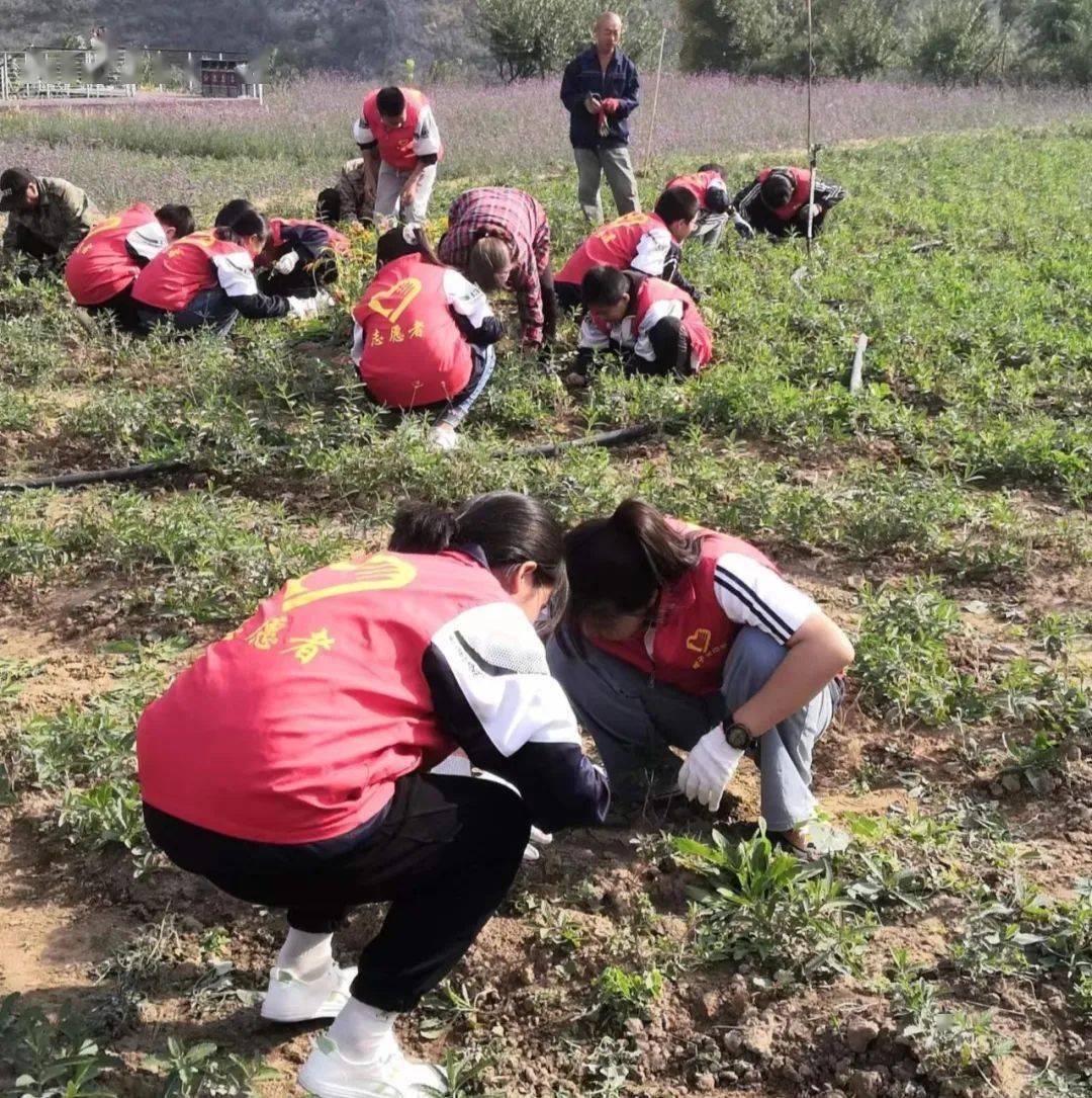 娘子关中学一直积极开展丰富多彩的劳动实践活动,锤炼学生吃苦耐劳的