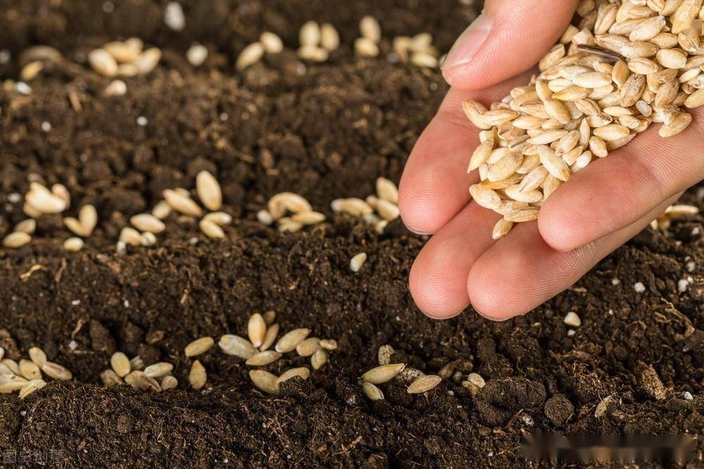 确保全国冬小麦秋播拌种率达90%以上_防控_防治_病虫害