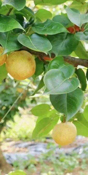 【闻香61识韶】秋风里,果飘香_韶关_水果_火龙果