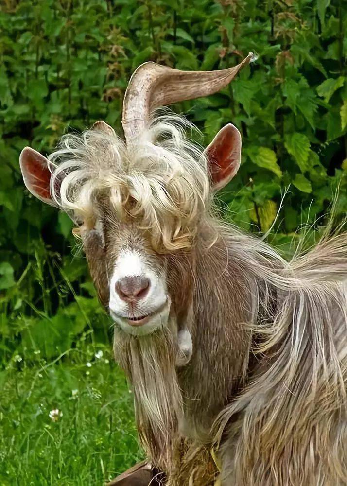 大开眼界!_表演_孔雀_老鹰