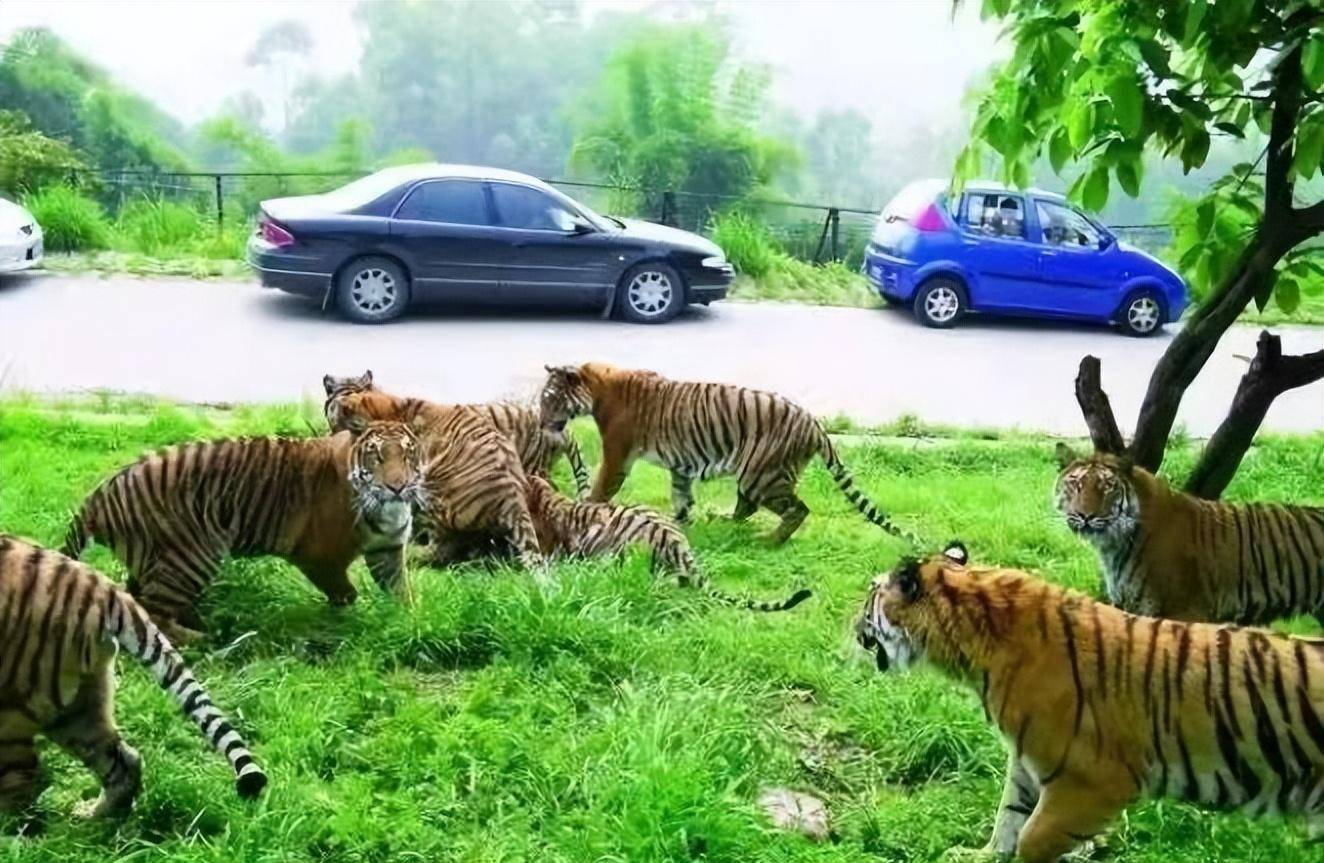 轰动全国的八达岭老虎咬人案:当事人索赔百万失败,因毁容无工作_赵菁