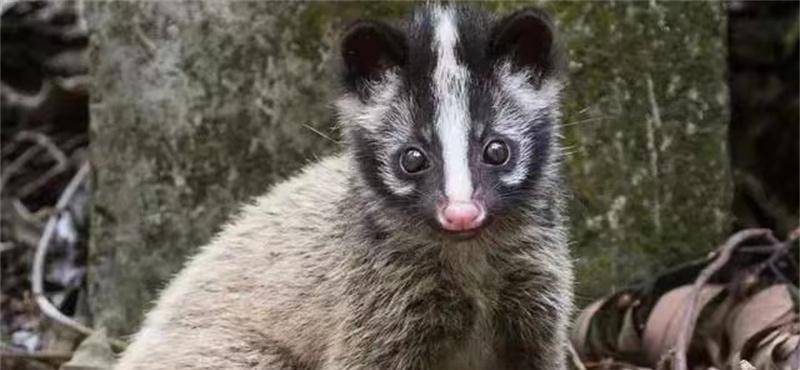 2000年宜春惊现"六不像",鼠耳兔眼猪鼻狗爪狸须狐尾,身世成谜_老吴