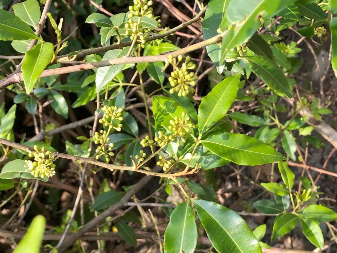 飞龙掌血花图片