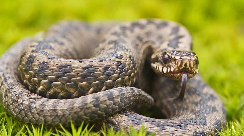 打死73条毒蛇,5年后被蛇围攻致死,死后坟头群蛇盘踞_程地明_利川_上山