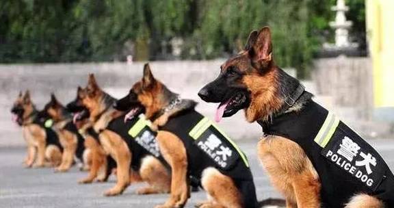 警犬,狗狗界中英雄般的存在_训练_样子_训导员