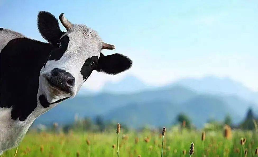 怒喝了800ml的新疆牛奶,终于比出差别了!_奶牛_南达_牧天山