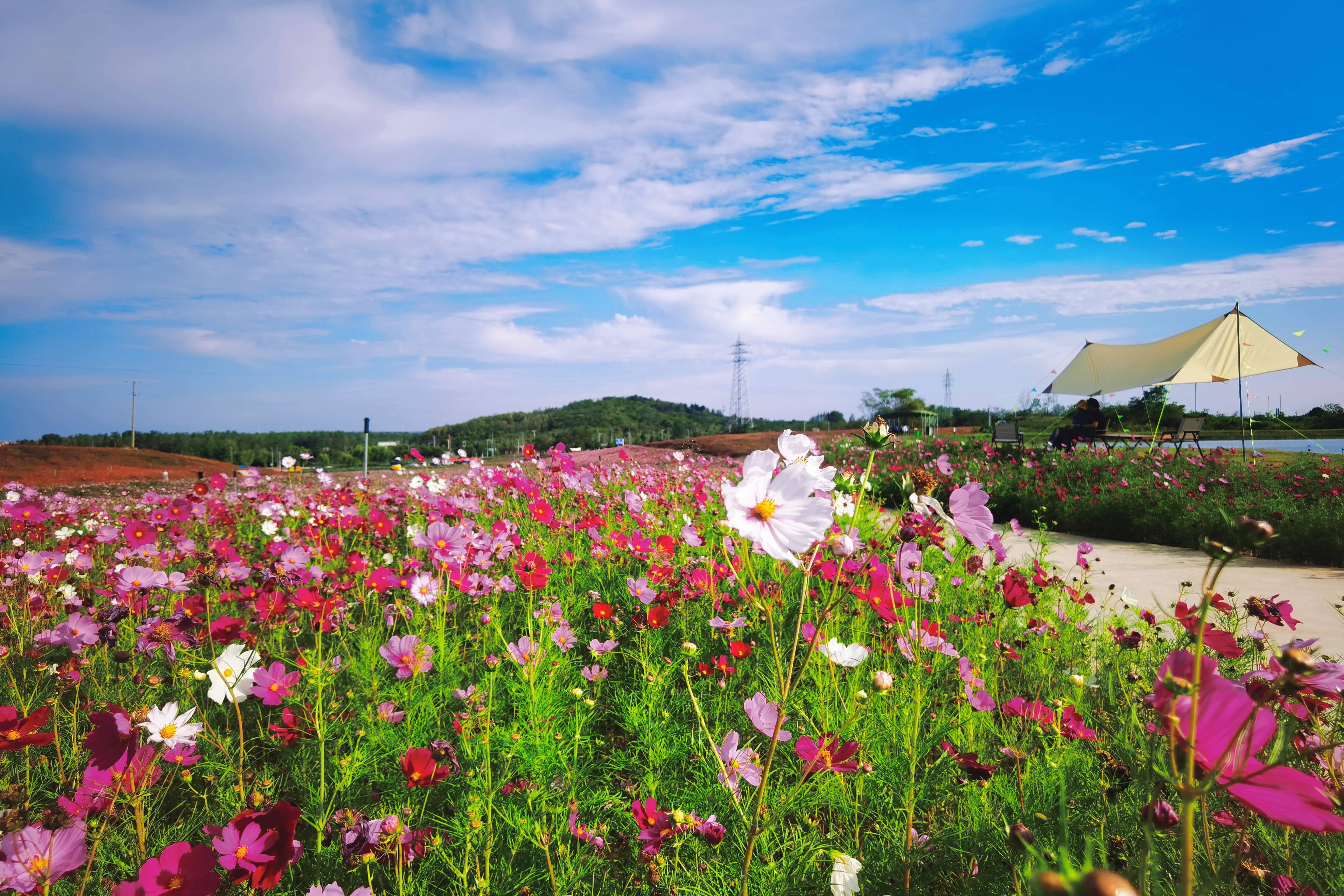 又一片绝美花海!冶山新添添浪漫花谷,风景美如画