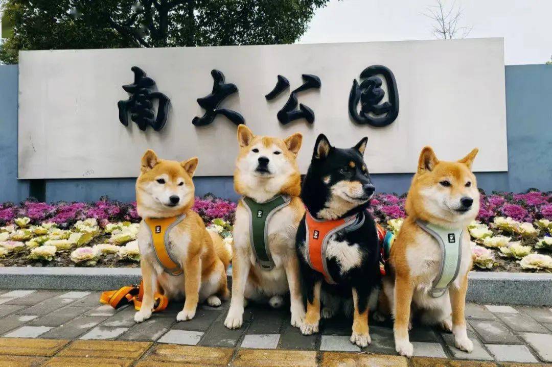 上海狗狗专用公园图片