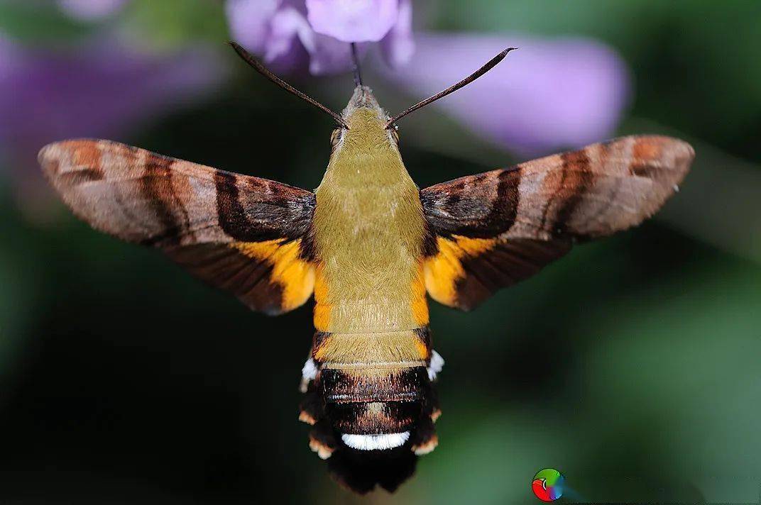 原来,花丛中的"蜂鸟"并不都是小豆长喙天蛾