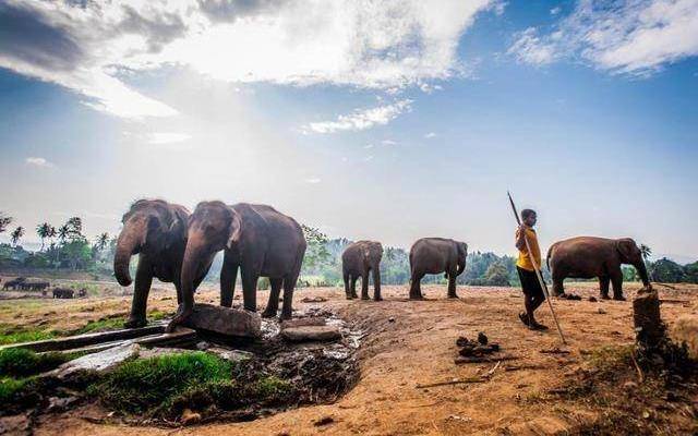 斯里兰卡特殊孤儿院，收养无家可归的象，是世界第一所大象孤儿院