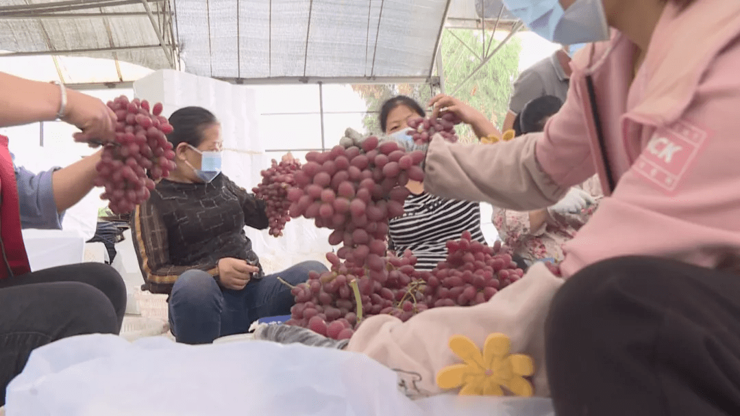 在太和镇九龙村,葡萄园里说丰年,一串串成熟的葡萄缀满枝头,十分