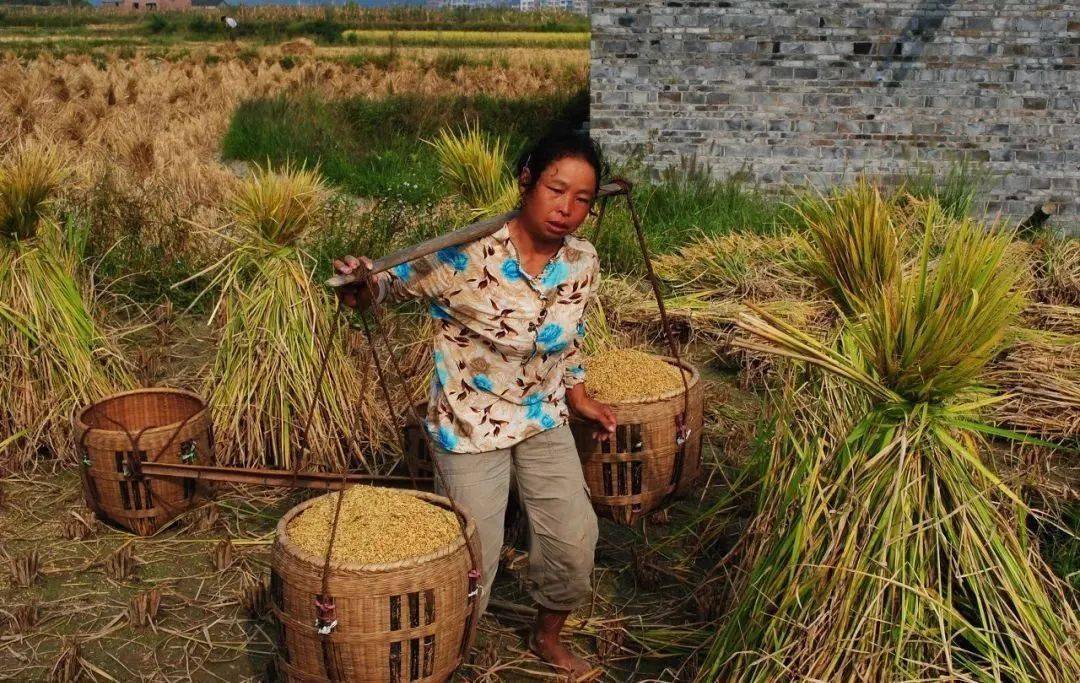 再次祝福安金鹏,祝福安金鹏的母亲!新高考背