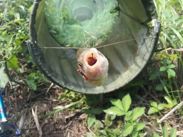 全程图文记录最原生态的一次钓行,用水蜈蚣做钓饵_白条_钓鱼人_钓友