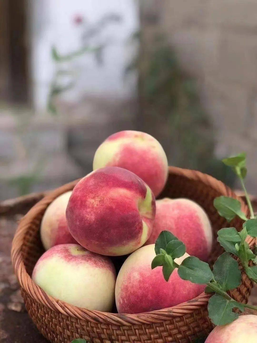 海阳金秋红蜜熟啦!晚熟品种,多长3个月,时光让我更脆甜;45元一箱包邮!