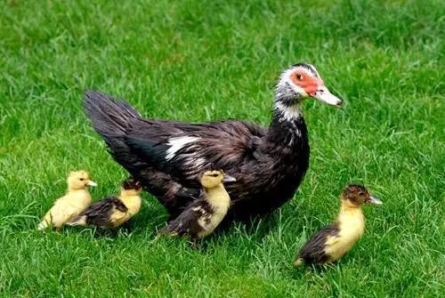 什么窍门能让番鸭红脸 如何让番鸭红头红脸_周为_小时_密度