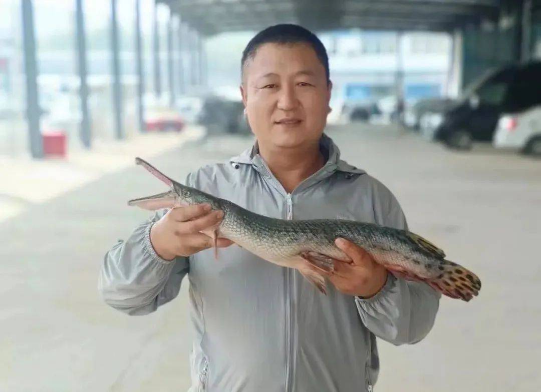 徐州一水渠驚現鱷雀鱔,釣魚高手一鏢擊中!_怪魚_梅女士_市民