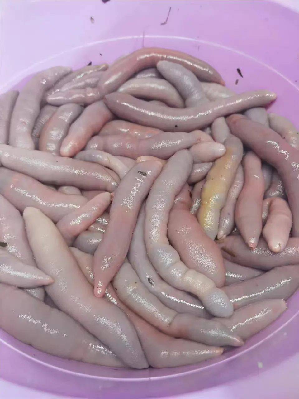 大风过后,烟台海边涌上密密麻麻的海肠,满地都是!_来源_海域_视频