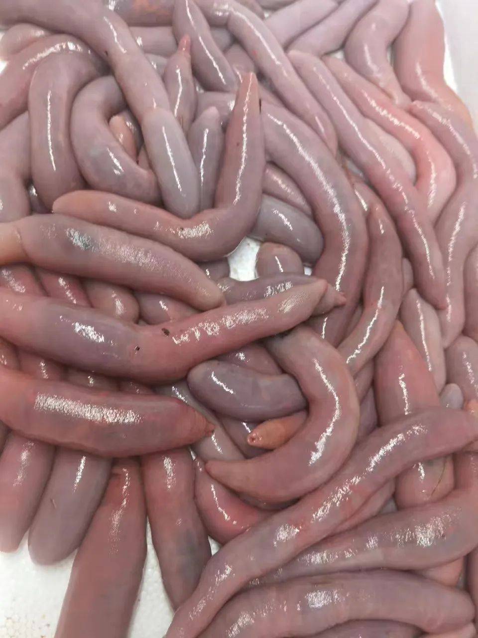 大风过后,烟台海边涌上密密麻麻的海肠,满地都是!_来源_海域_视频