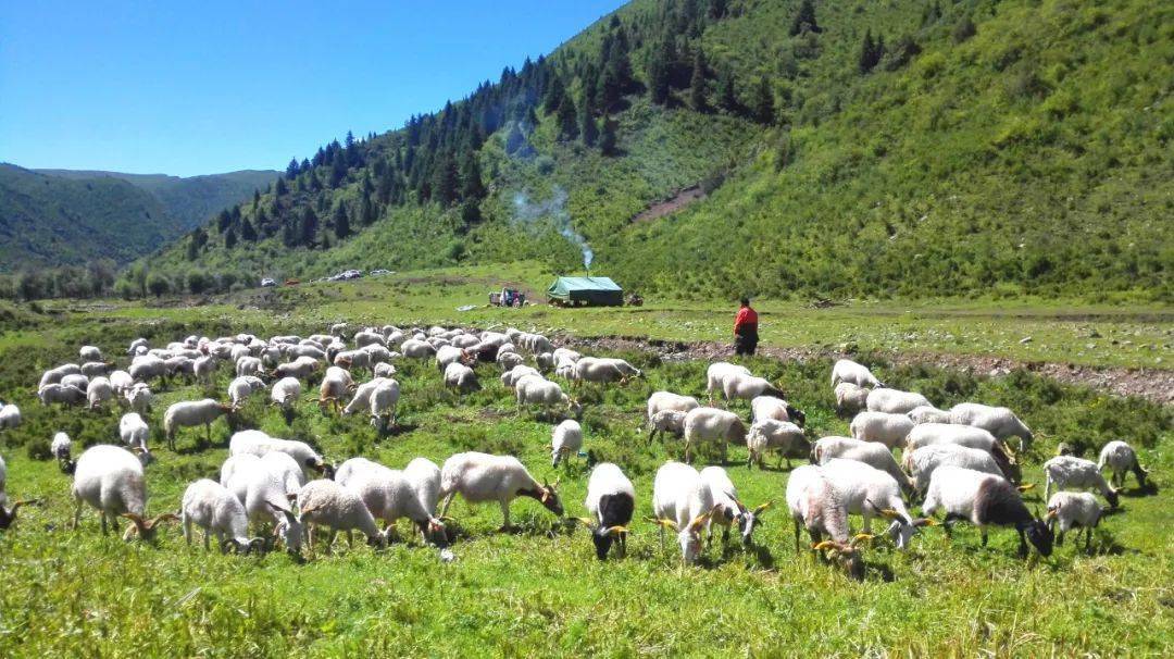 甘南草原牧歌嘹亮_湿地_保护_黄河