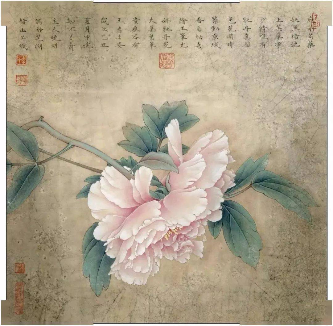 李晓明工笔牡丹《杨妃醉酒》绘制步骤_花头_画面_胭脂