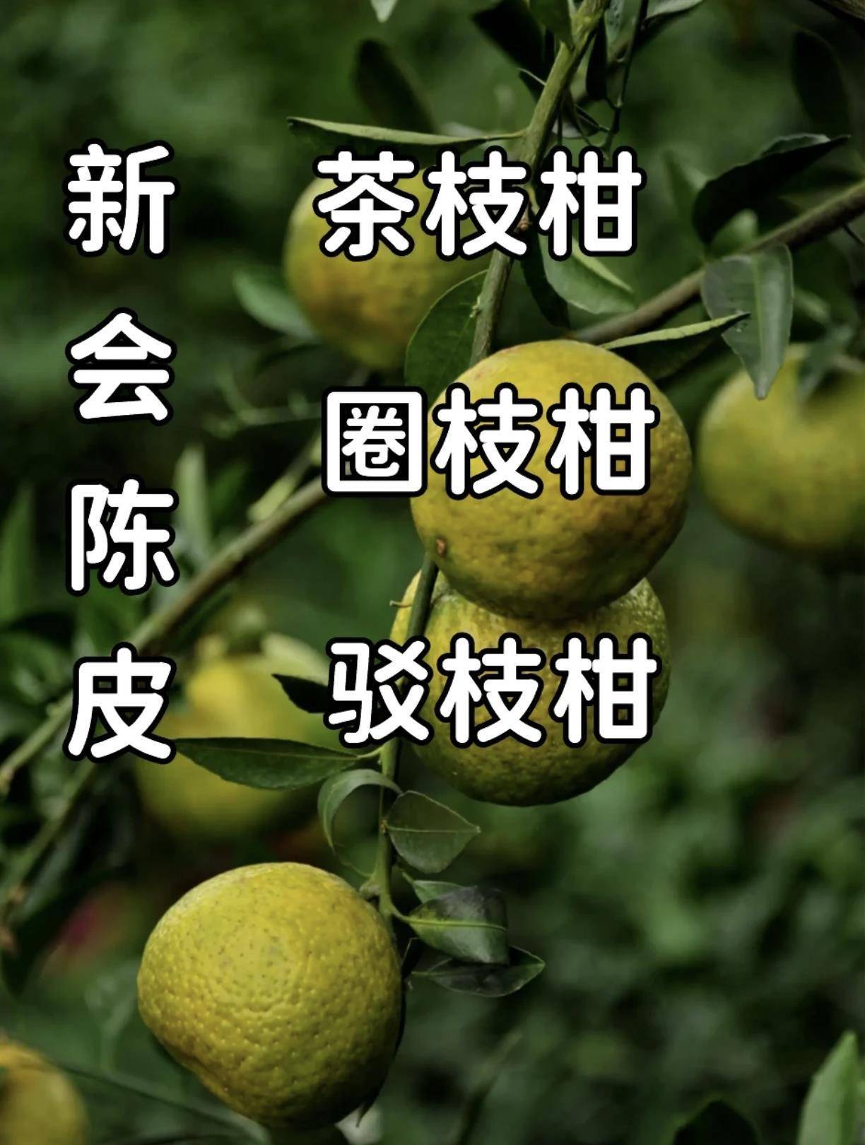 原枝柑,圈枝柑,驳枝柑有什么不同?_新会_种植_柑树