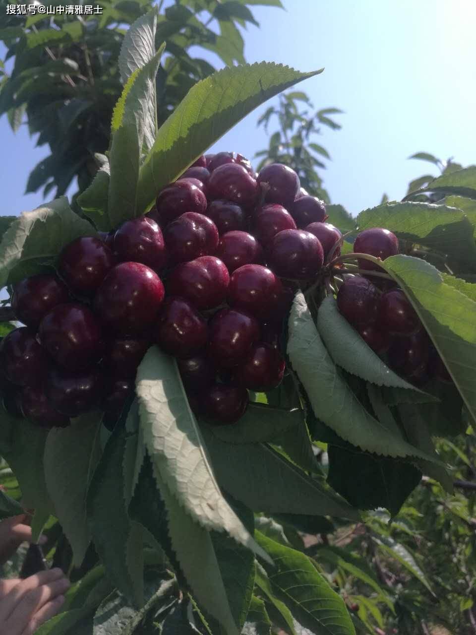 蜜泉大樱桃品种介绍图片