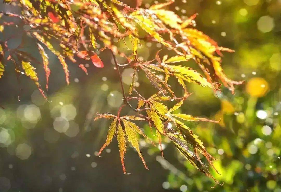 秋天的雨,是一把鑰匙.