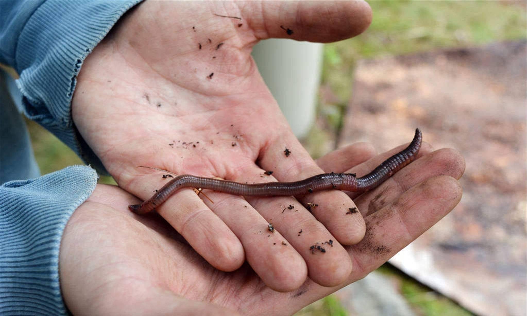 晚秋野钓用蚯蚓,用这两个方法处理一下,渔获至少多