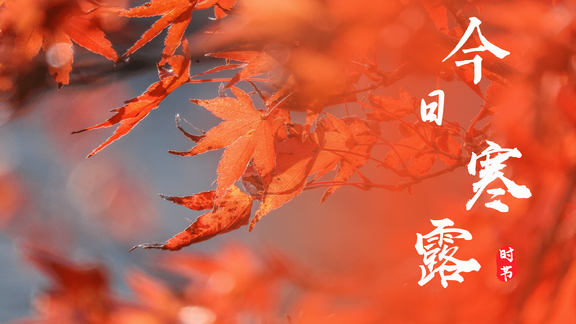 凄凄寒风动，辞青默迎寒_菊花_习俗_时节