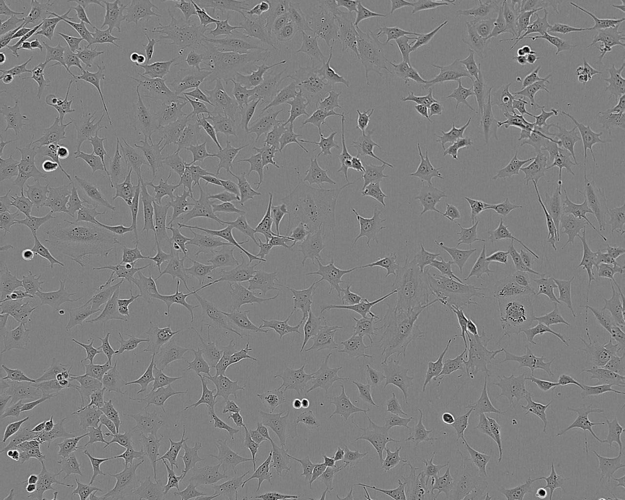 3t3-l1细胞分导诱化(微生物实验室气溶胶污染预防与控制)_空气_围场