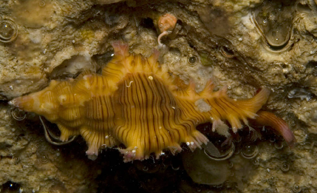 寻宝深圳市海之洋贝壳博物馆 │ 初识秀美棘螺_uwkwaj_紫红色_玫瑰