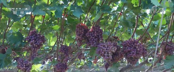 在希望的田野上 | 山西永济5万亩晚熟葡萄丰收 小小葡萄成“致富果”