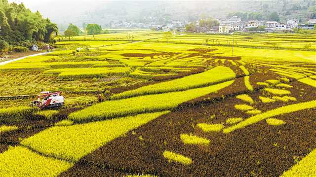 近日,丰都县包鸾镇花地堡村,机收人员抓紧晴好天气抢收晚稻.