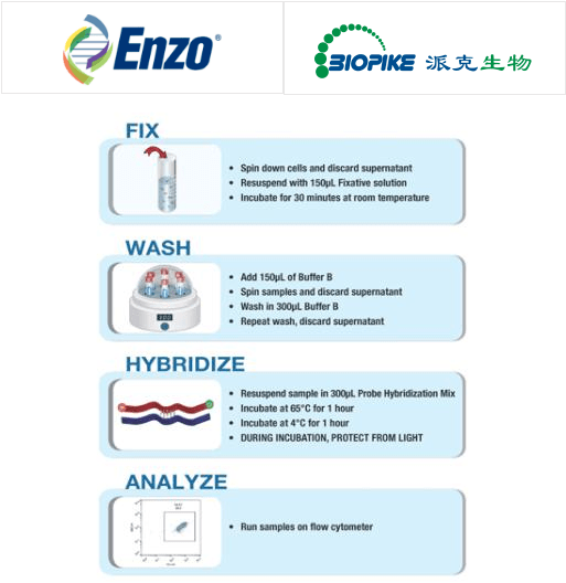 派克生物 Enzo Life Sciences HPV E6/E7 检测试剂盒说明书_探针_分析_细胞