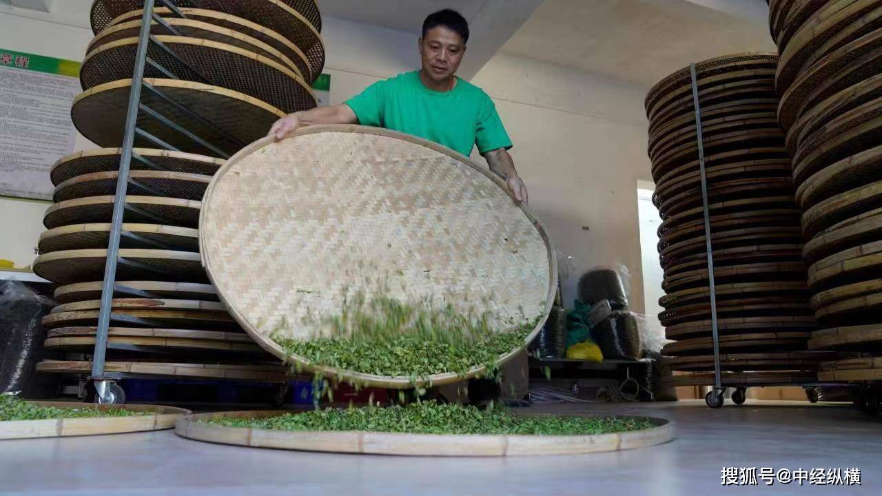 三明大田美人茶"茶王"炼成记:"这一泡好茶,我们等了10年"_蒋先坂_茶园