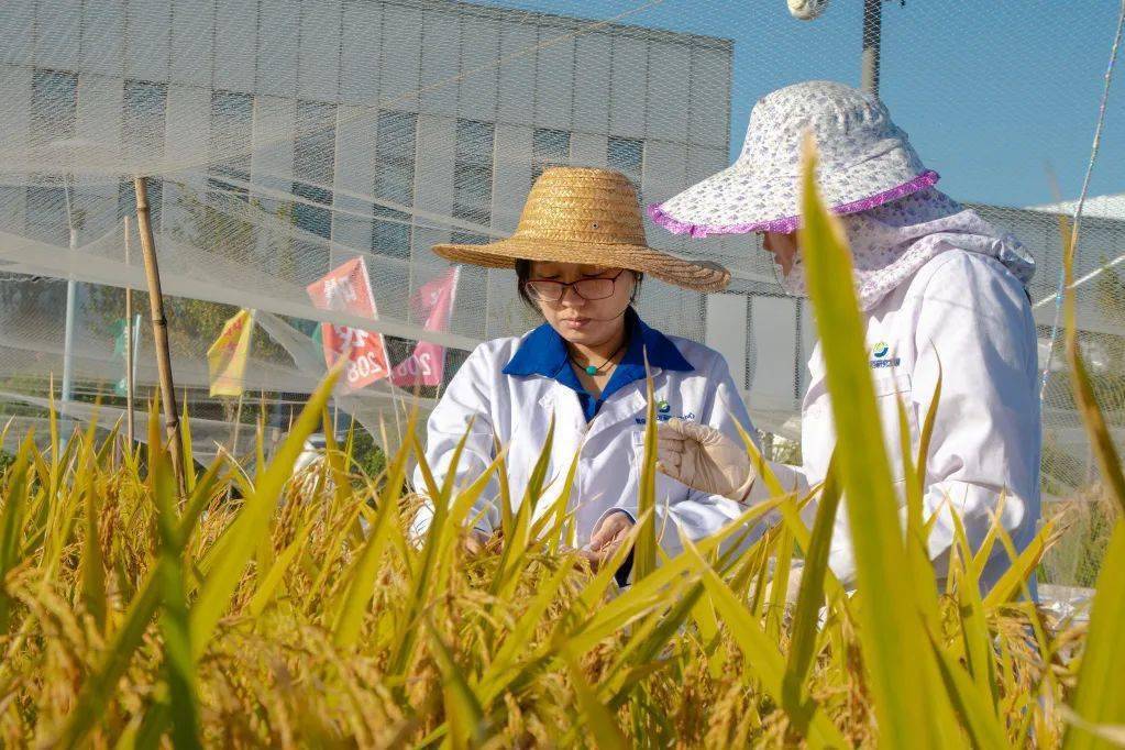 海边发现野生成熟稻谷意味着什么？研究所最新回应→