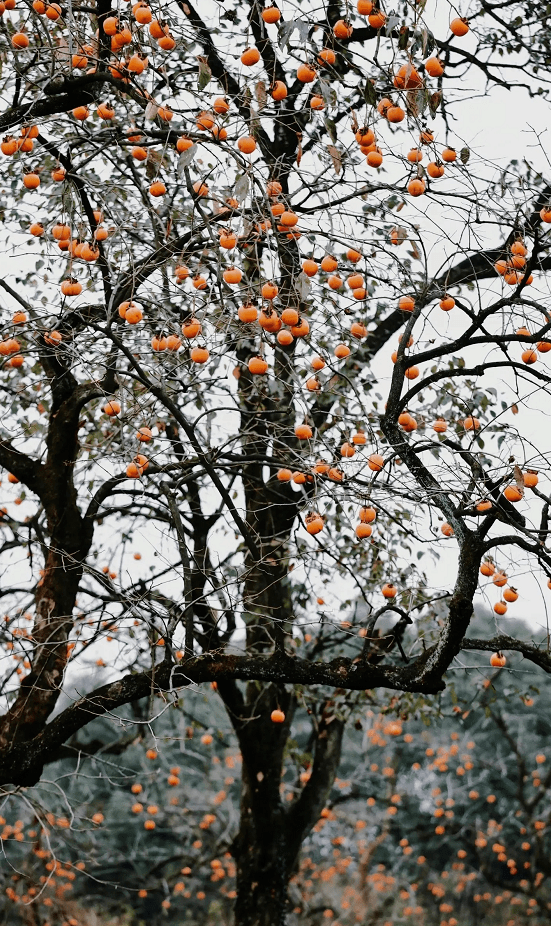 《新唐书·郑虔传》记载:"虔善图山水,好书,常苦无纸,知长安慈恩寺贮