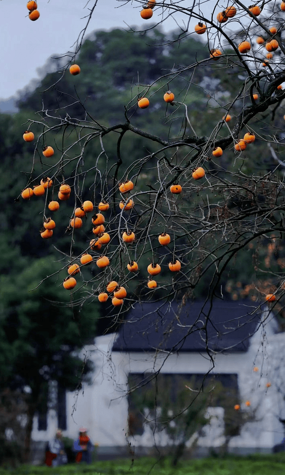 好柿发生,柿柿如意_柿子_郑虔_柿饼