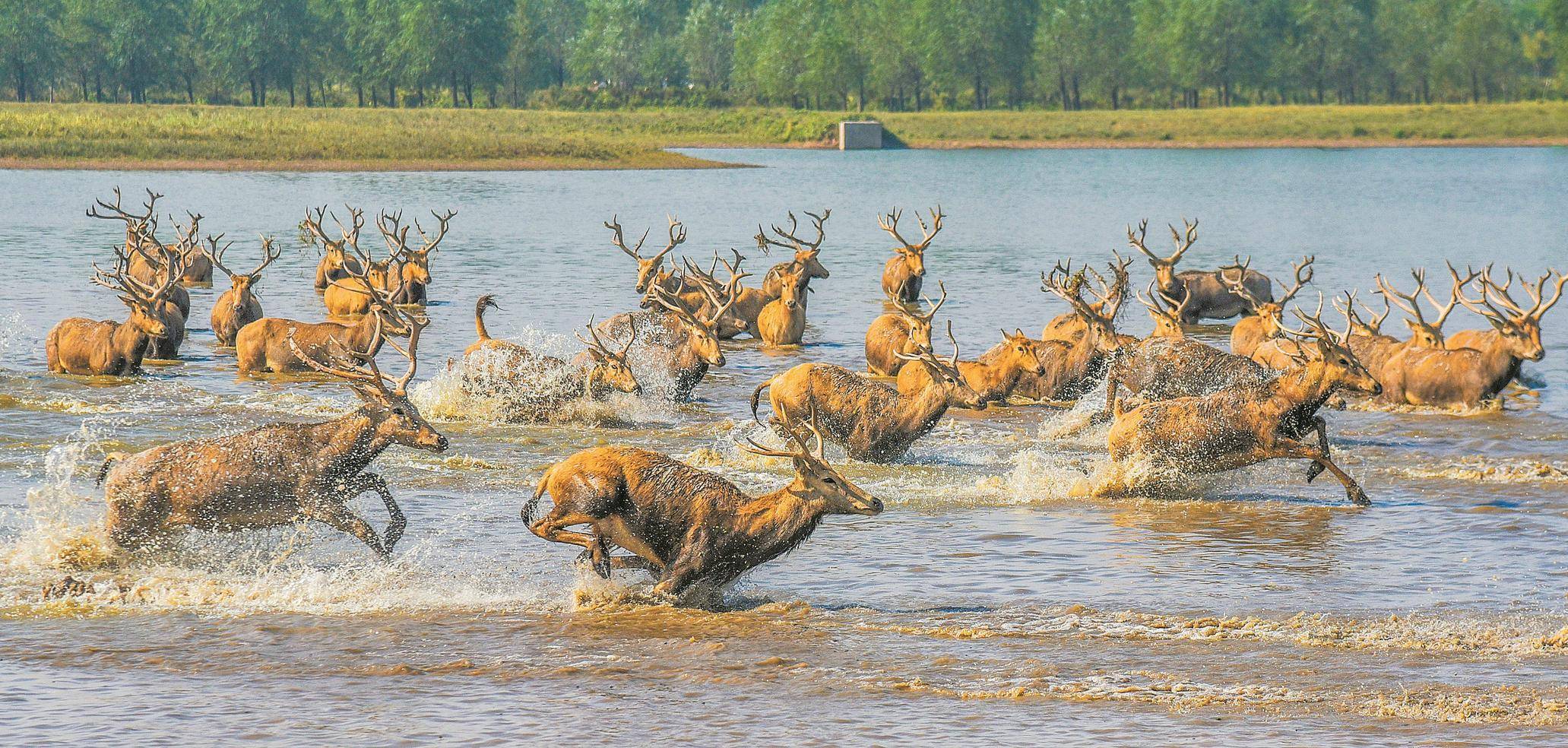 长江故道听鹿鸣_麋鹿_自然保护区_石首