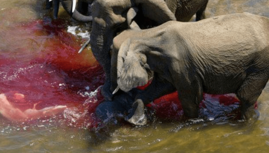 河水被大象染红了，游客心都要揪起来了，然而转机却出现了