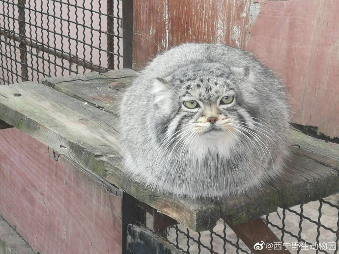 兔狲为何被称为“兔狲”_猞猁_野生动物园_王洁
